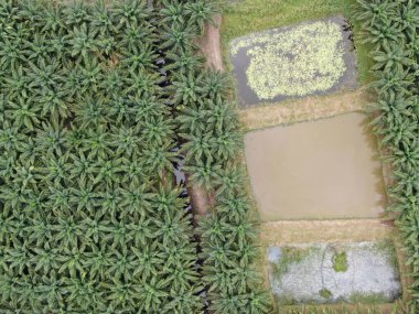 Sarawak 'taki Palm Oil Konutları, Borneo Adası, Malezya