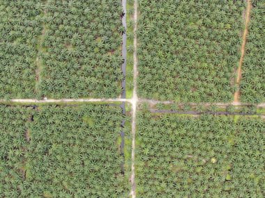 Sarawak 'taki Palm Oil Konutları, Borneo Adası, Malezya