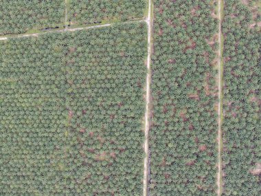 Sarawak 'taki Palm Oil Konutları, Borneo Adası, Malezya