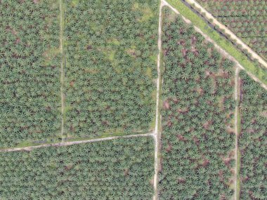 Sarawak 'taki Palm Oil Konutları, Borneo Adası, Malezya