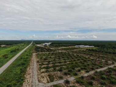 Sarawak 'taki Palm Oil Konutları, Borneo Adası, Malezya