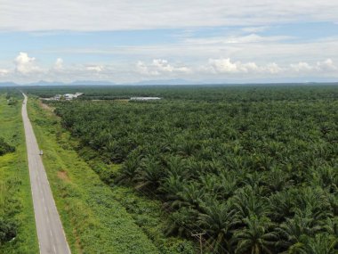Sarawak 'taki Palm Oil Konutları, Borneo Adası, Malezya