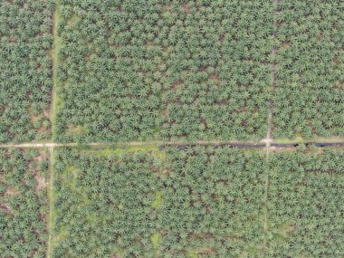 Sarawak 'taki Palm Oil Konutları, Borneo Adası, Malezya