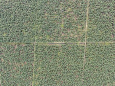 Sarawak 'taki Palm Oil Konutları, Borneo Adası, Malezya