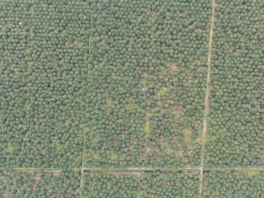 Sarawak 'taki Palm Oil Konutları, Borneo Adası, Malezya