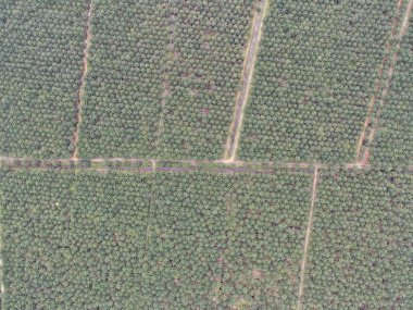 Sarawak 'taki Palm Oil Konutları, Borneo Adası, Malezya