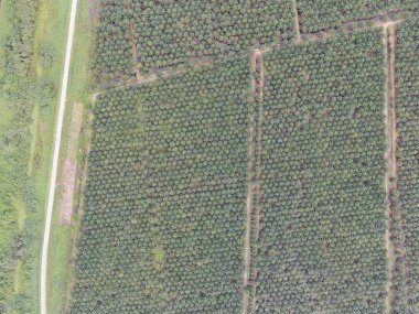 Sarawak 'taki Palm Oil Konutları, Borneo Adası, Malezya