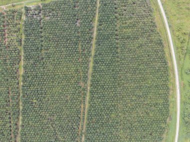 Sarawak 'taki Palm Oil Konutları, Borneo Adası, Malezya