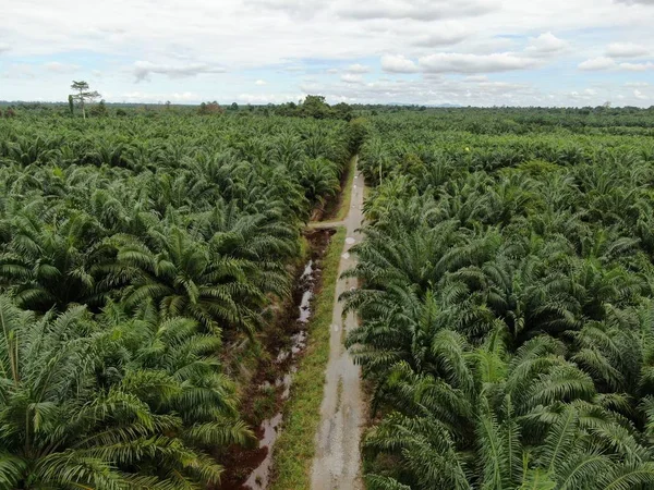 Sarawak Taki Palm Oil Konutları Borneo Adası Malezya — Stok fotoğraf