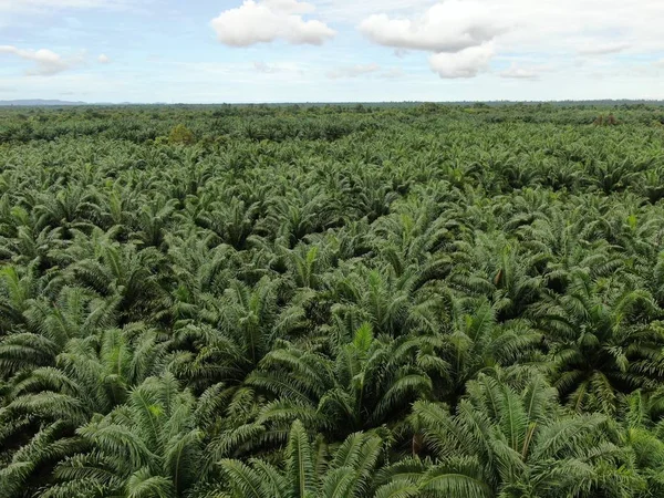 Sarawak 'taki Palm Oil Konutları, Borneo Adası, Malezya