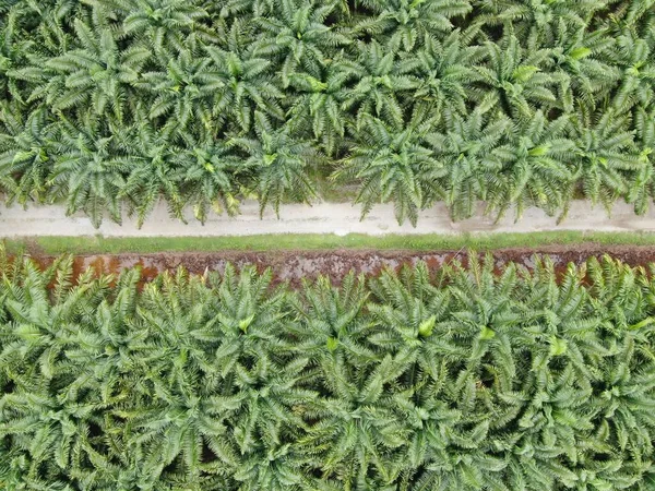 Sarawak 'taki Palm Oil Konutları, Borneo Adası, Malezya