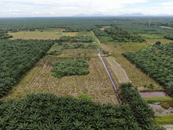 Sarawak Taki Palm Oil Konutları Borneo Adası Malezya — Stok fotoğraf