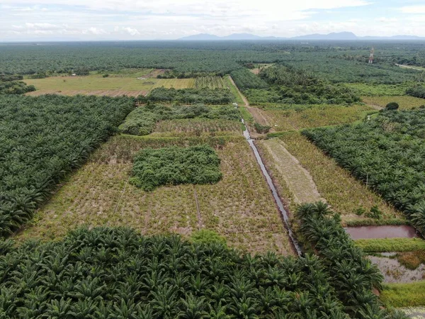 Palm Oil Estates Sarawak Borneo Sziget Malajzia — Stock Fotó