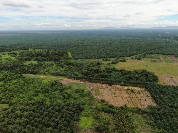 Die Palmölplantagen Von Sarawak Der Insel Borneo Malaysia — Stockfoto