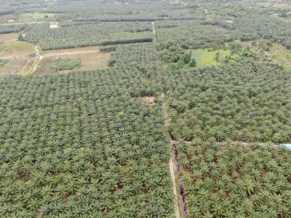 Palm Oil Estates Sarawak Het Eiland Borneo Maleisië — Stockfoto