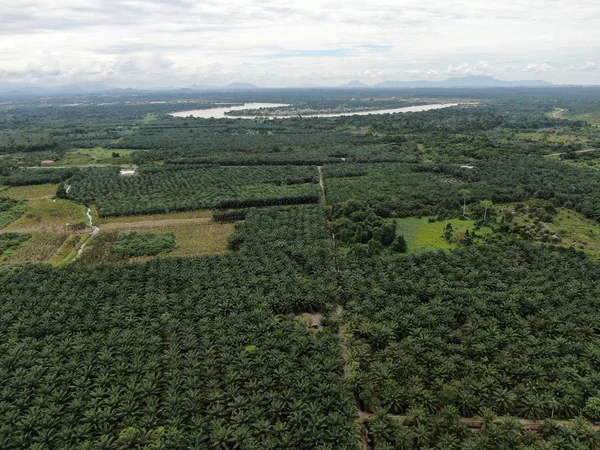 Пальмовое Масло Сараваке Остров Борнео Малайзия — стоковое фото