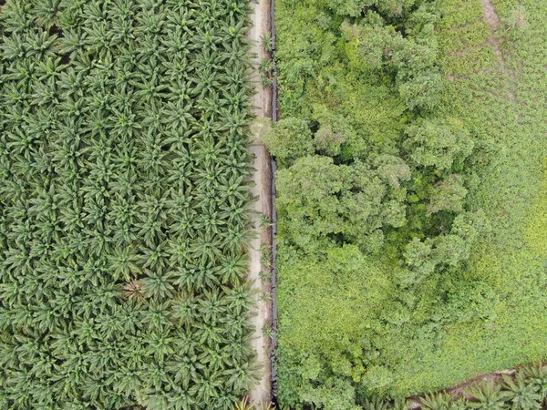 Palm Oil Estates Sarawak Het Eiland Borneo Maleisië — Stockfoto