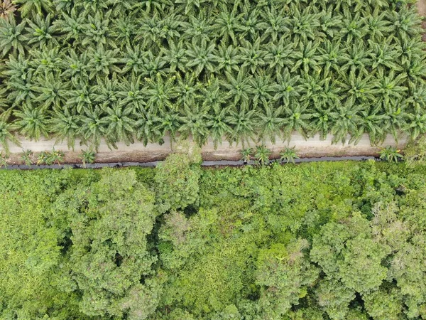 Palm Oil Estates Sarawak Pulau Borneo Malaysia — Stok Foto