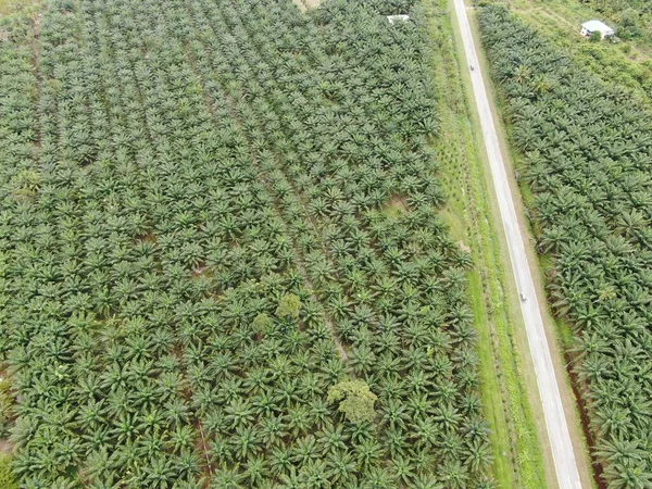 Sarawak Taki Palm Oil Konutları Borneo Adası Malezya — Stok fotoğraf