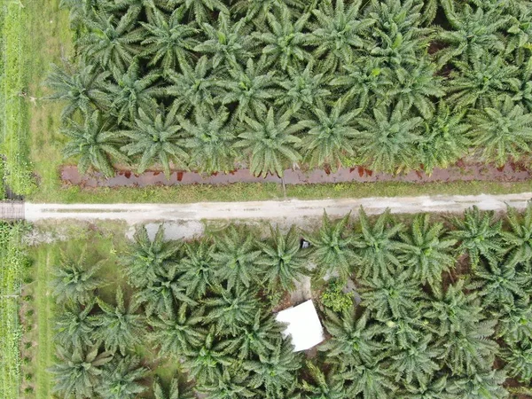 Oleje Palmowe Sarawak Borneo Island Malezja — Zdjęcie stockowe