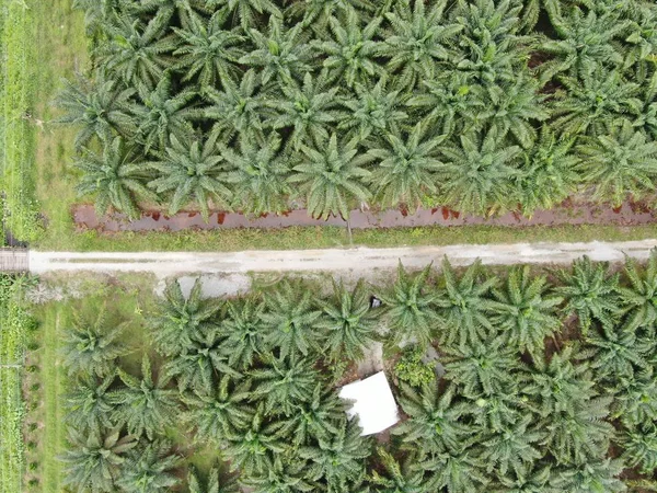 Oleje Palmowe Sarawak Borneo Island Malezja — Zdjęcie stockowe