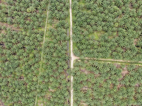 Palm Oil Estates Sarawak Borneo Island Malaysia — Stock Photo, Image