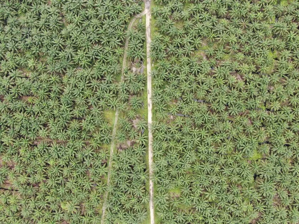 Palm Oil Estates Sarawak Pulau Borneo Malaysia — Stok Foto