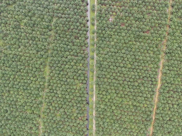 Die Palmölplantagen Von Sarawak Der Insel Borneo Malaysia — Stockfoto