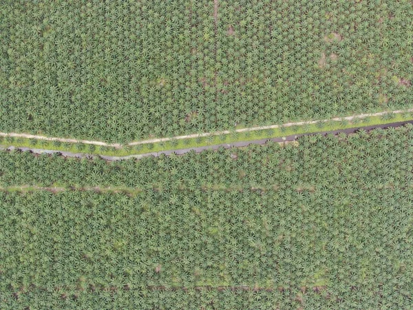 Palm Oil Estates Sarawak Borneo Island Malaysia — стокове фото