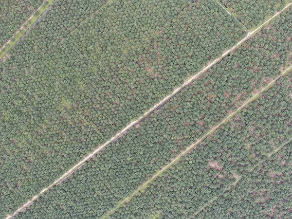 Palm Oil Estates Sarawak Isla Borneo Malasia — Foto de Stock