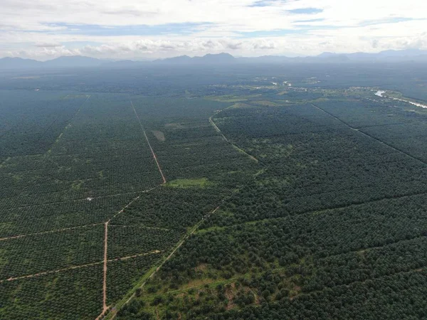 Die Palmölplantagen Von Sarawak Der Insel Borneo Malaysia — Stockfoto