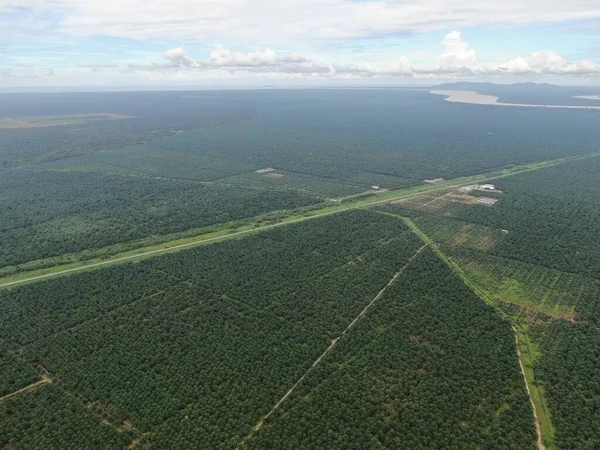 Пальмовое Масло Сараваке Остров Борнео Малайзия — стоковое фото