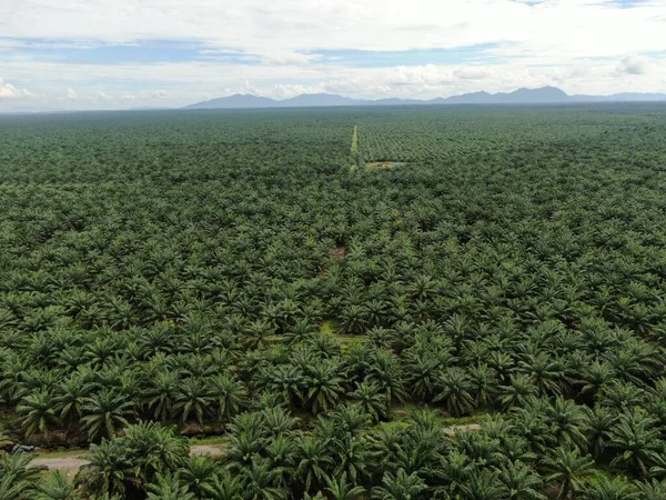 Die Palmölplantagen Von Sarawak Der Insel Borneo Malaysia — Stockfoto