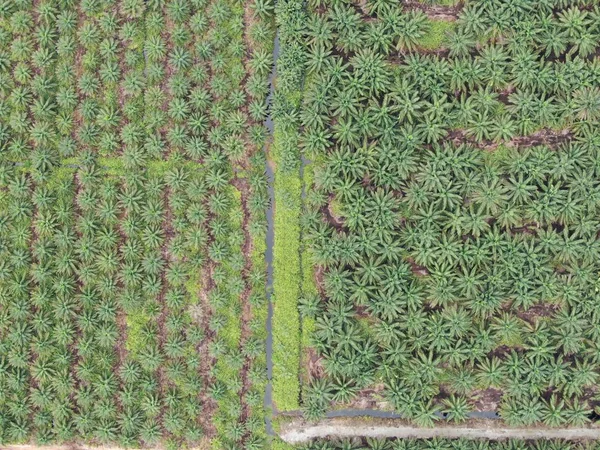Palm Oil Estates Sarawak Pulau Borneo Malaysia — Stok Foto