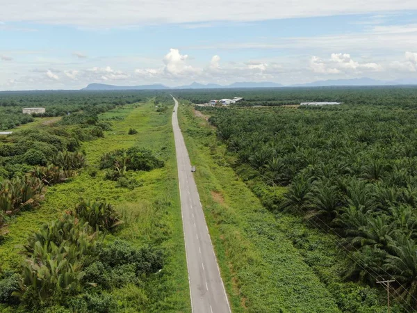 Palm Oil Estates Sarawak Borneo Island Malaysia — Stockfoto