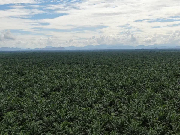 Sarawak Taki Palm Oil Konutları Borneo Adası Malezya — Stok fotoğraf