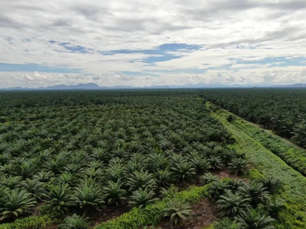 Die Palmölplantagen Von Sarawak Der Insel Borneo Malaysia — Stockfoto