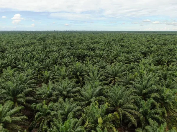 Palm Oil Estates Sarawak Het Eiland Borneo Maleisië — Stockfoto