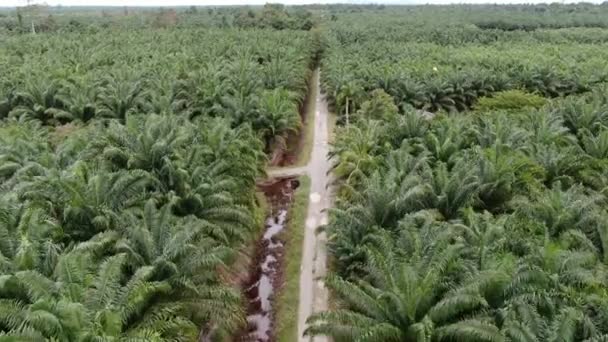 Die Palmölplantagen Von Sarawak Der Insel Borneo Malaysia — Stockvideo