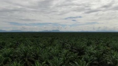 Sarawak 'taki Palm Oil Konutları, Borneo Adası, Malezya