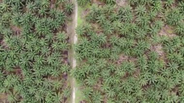 Sarawak 'taki Palm Oil Konutları, Borneo Adası, Malezya