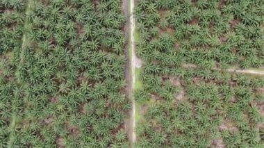 Sarawak 'taki Palm Oil Konutları, Borneo Adası, Malezya