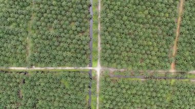 Sarawak 'taki Palm Oil Konutları, Borneo Adası, Malezya