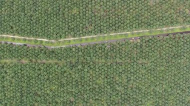 Sarawak 'taki Palm Oil Konutları, Borneo Adası, Malezya