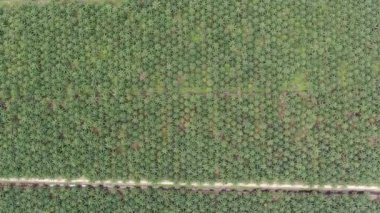 Sarawak 'taki Palm Oil Konutları, Borneo Adası, Malezya