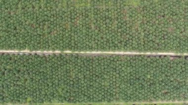 Sarawak 'taki Palm Oil Konutları, Borneo Adası, Malezya