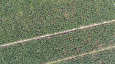 Sarawak 'taki Palm Oil Konutları, Borneo Adası, Malezya