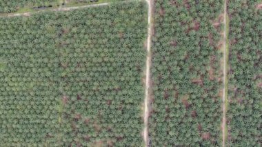 Sarawak 'taki Palm Oil Konutları, Borneo Adası, Malezya