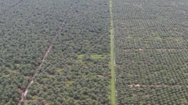 Sarawak 'taki Palm Oil Konutları, Borneo Adası, Malezya