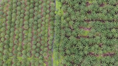 Sarawak 'taki Palm Oil Konutları, Borneo Adası, Malezya